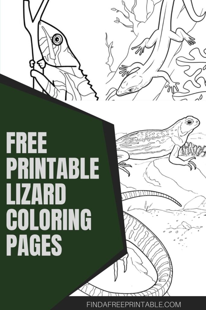 free printable lizard coloring pages pin